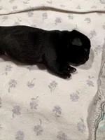 Mr Blue, a male Pug for sale in Arlington, WA – Photo 1 of 7