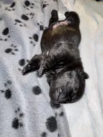 Mr Green , a male Pug for sale in Arlington, WA – Photo 5 of 7