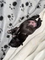 Mr Green , a male Pug for sale in Arlington, WA – Photo 7 of 7