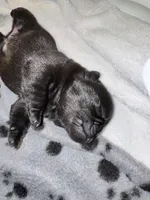 Mr Green , a male Pug for sale in Arlington, WA – Photo 3 of 7