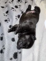 Mr Green , a male Pug for sale in Arlington, WA – Photo 4 of 7