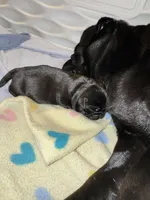 Mr Green , a male Pug for sale in Arlington, WA – Photo 2 of 7