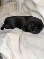 Mr Green , a male Pug for sale in Arlington, WA – Photo 1 of 7