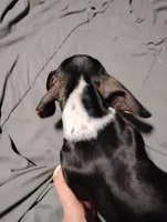 Oreo, a male Miniature Dachshund for sale in Charlestown, NH – Photo 3 of 10