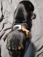 Oreo, a male Miniature Dachshund for sale in Charlestown, NH – Photo 6 of 10