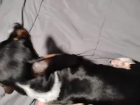 Oreo, a male Miniature Dachshund for sale in Charlestown, NH – Photo 4 of 10