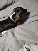 Oreo, a male Miniature Dachshund for sale in Charlestown, NH – Photo 8 of 10