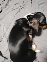 Oreo, a male Miniature Dachshund for sale in Charlestown, NH – Photo 5 of 10