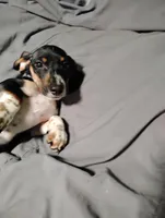 Oreo, a male Miniature Dachshund for sale in Charlestown, NH – Photo 1 of 10