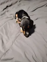 Oreo, a male Miniature Dachshund for sale in Charlestown, NH – Photo 7 of 10