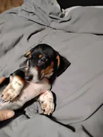 Oreo, a male Miniature Dachshund for sale in Charlestown, NH – Photo 9 of 10