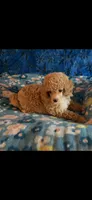 Puppy 1, a male Poodle - Toy  for sale in Orange Park, FL – 4 of 4