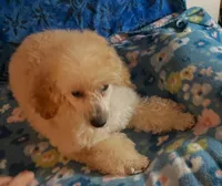Puppy 2, a male Poodle - Toy  for sale in Orange Park, FL – 2 of 3