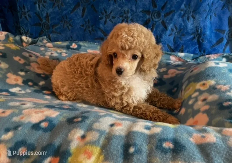 Puppy 1 – Poodle - Toy  puppy for sale in Orange Park, FL