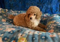 Puppy 1, a male Poodle - Toy  for sale in Orange Park, FL – 1 of 4
