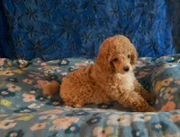 Puppy 1, a male Poodle - Toy  for sale in Orange Park, FL – 2 of 4