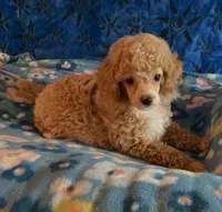 Puppy 1, a male Poodle - Toy  for sale in Orange Park, FL – 3 of 4