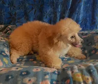 Puppy 2, a male Poodle - Toy  for sale in Orange Park, FL – 3 of 3