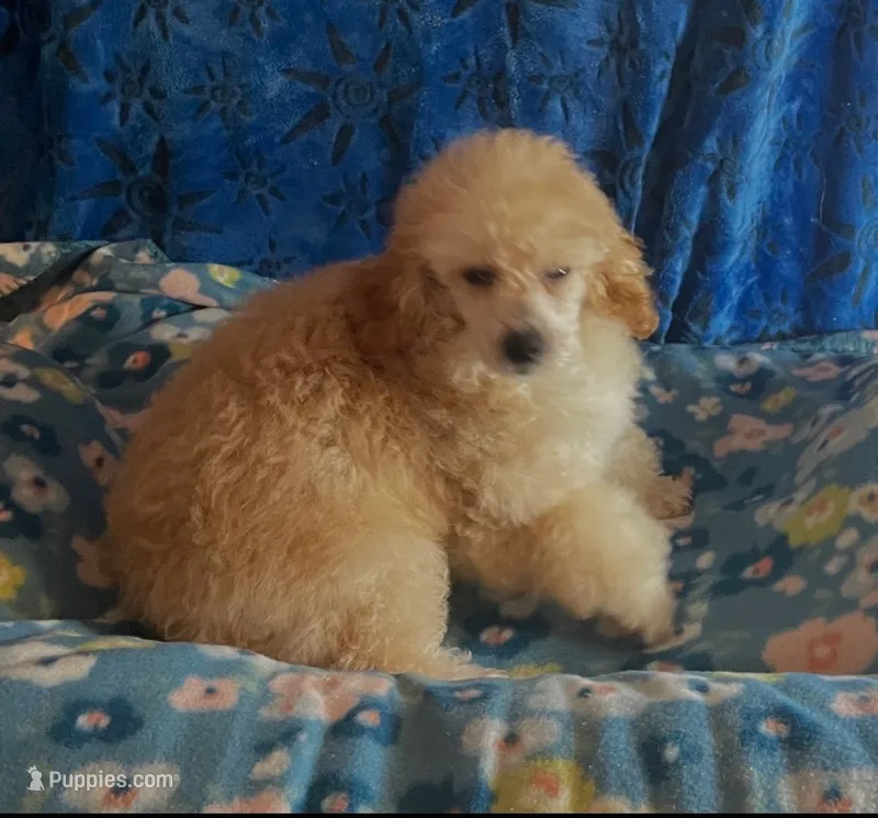 Puppy 2 – Poodle - Toy  puppy for sale in Orange Park, FL