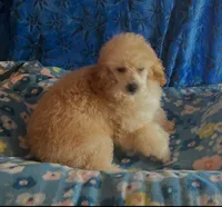 Puppy 2, a male Poodle - Toy  for sale in Orange Park, FL – 1 of 3