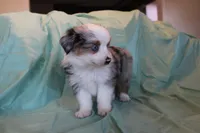 Rip, a male Toy Australian Shepherd for sale in Versailles, MO – 4 of 4
