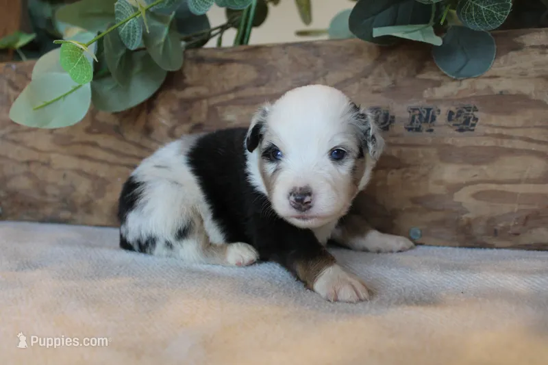 Smokey – Toy Australian Shepherd puppy for sale in Versailles, MO