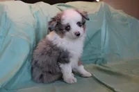 Pretty Boy, a male Toy Australian Shepherd for sale in Versailles, MO – 5 of 5