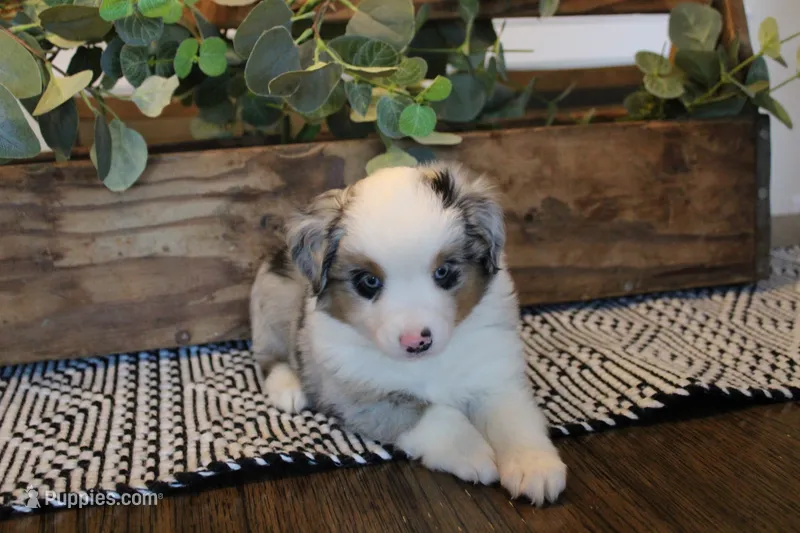 Azul – Toy Australian Shepherd puppy for sale in Versailles, MO