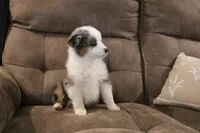 Rubble, a male Toy Australian Shepherd for sale in Versailles, MO – Photo 7 of 7