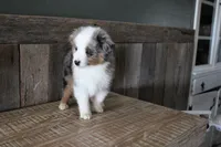 Rubble, a male Toy Australian Shepherd for sale in Versailles, MO – Photo 3 of 7
