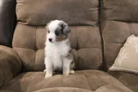 Rubble, a male Toy Australian Shepherd for sale in Versailles, MO – Photo 5 of 7