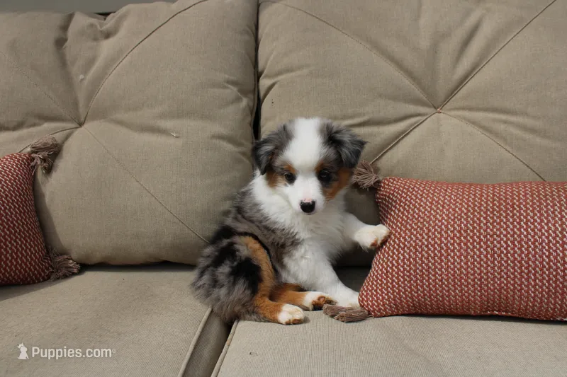 Rubble – Toy Australian Shepherd puppy for sale in Versailles, MO