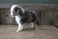 Rubble, a male Toy Australian Shepherd for sale in Versailles, MO – Photo 6 of 7