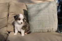 Rubble, a male Toy Australian Shepherd for sale in Versailles, MO – Photo 2 of 7