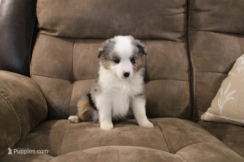 Rubble, a male Toy Australian Shepherd for sale in Versailles, MO – Photo 1 of 7