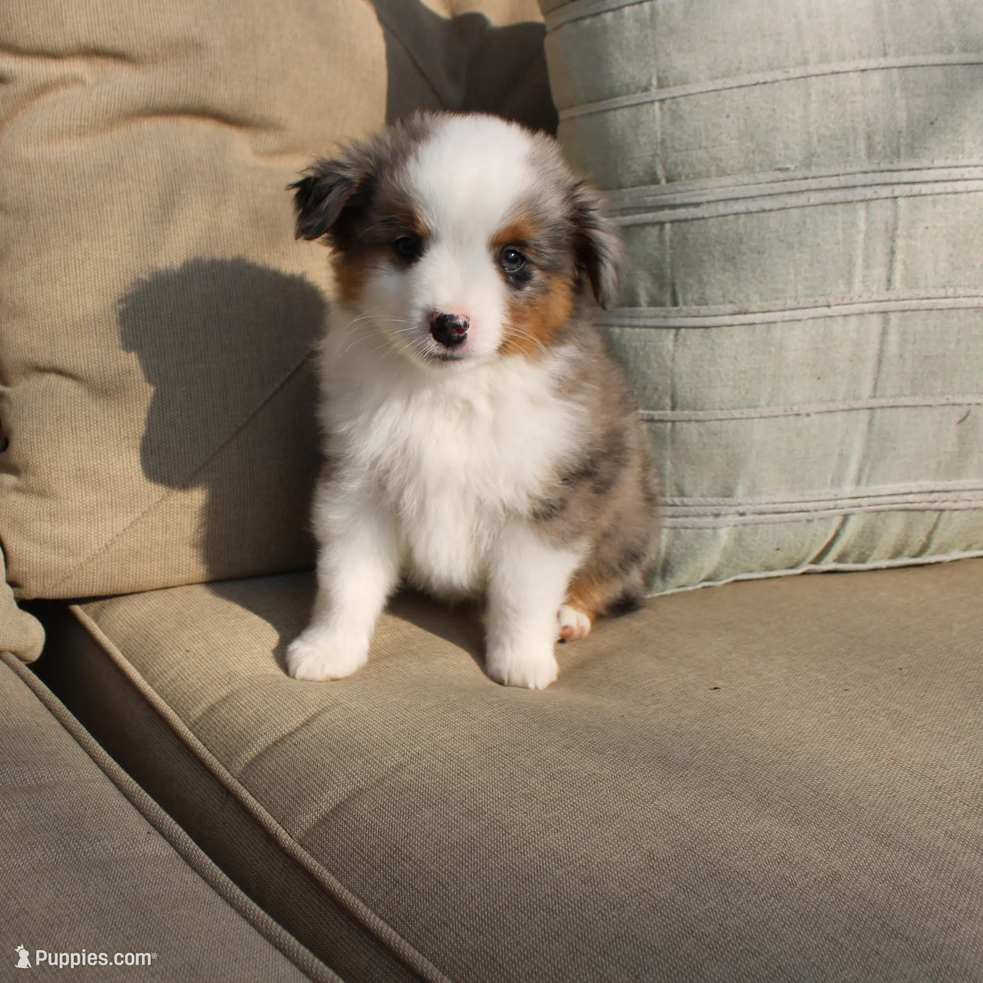 Rubble – Toy Australian Shepherd puppy for sale in Versailles, MO