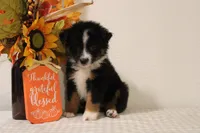 Autumn, a female Toy Australian Shepherd for sale in Versailles, MO – 4 of 8