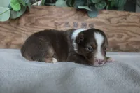 Cinnamon , a male Toy Australian Shepherd for sale in Versailles, MO – 4 of 6