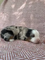 Carter, a male Toy Australian Shepherd for sale in Versailles, MO – 3 of 5
