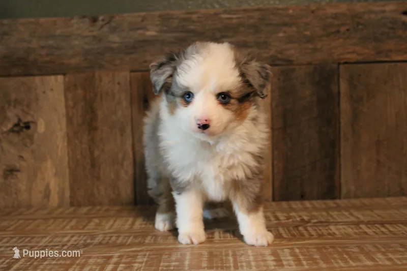 Pretty Boy – Toy Australian Shepherd puppy for sale in Versailles, MO