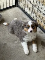 Maddie, a female Toy Australian Shepherd for sale in Versailles, MO – 2 of 9