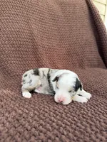 Nigel, a male Toy Australian Shepherd for sale in Versailles, MO – 3 of 6