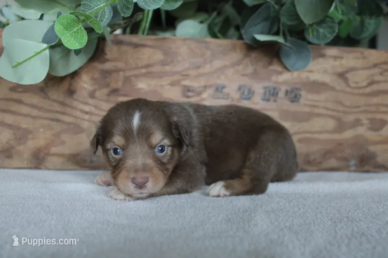 Copper – Toy Australian Shepherd puppy for sale in Versailles, MO