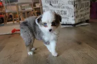 Jackie, a female Toy Australian Shepherd for sale in Versailles, MO – 2 of 6