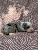 Azul, a male Toy Australian Shepherd for sale in Versailles, MO – 5 of 6