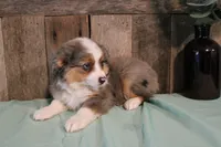 Maddie, a female Toy Australian Shepherd for sale in Versailles, MO – 6 of 9