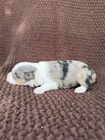 Jackie, a female Toy Australian Shepherd for sale in Versailles, MO – 5 of 5