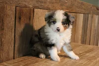 Nigel, a male Toy Australian Shepherd for sale in Versailles, MO – 2 of 5