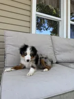 Beth, a female Toy Australian Shepherd for sale in Versailles, MO – 4 of 10