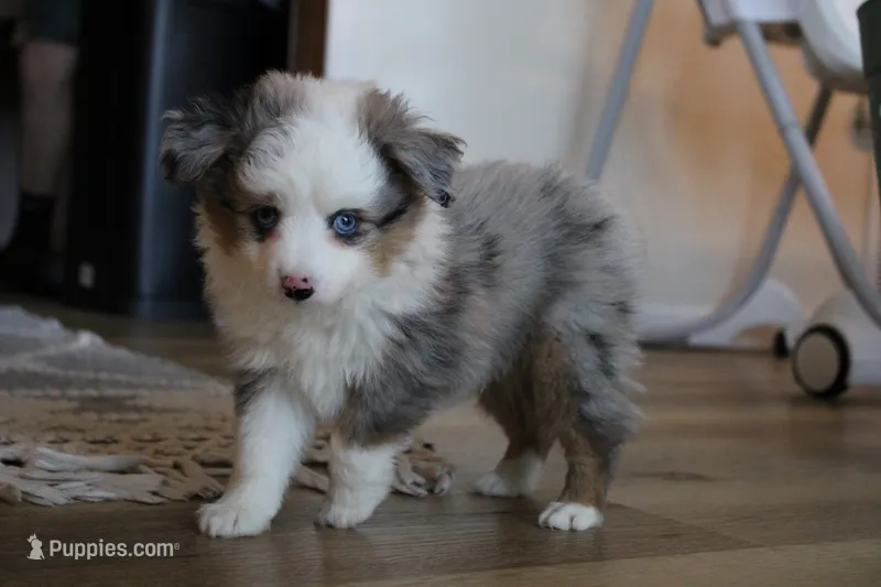 Pretty Boy – Toy Australian Shepherd puppy for sale in Versailles, MO